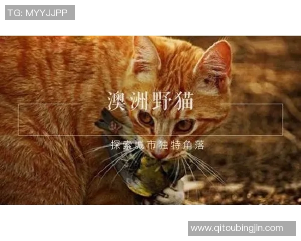 野猫绕后探秘城市角落的隐秘生活与生态平衡 野猫绕后探秘城市角落的隐秘生活与生态平衡