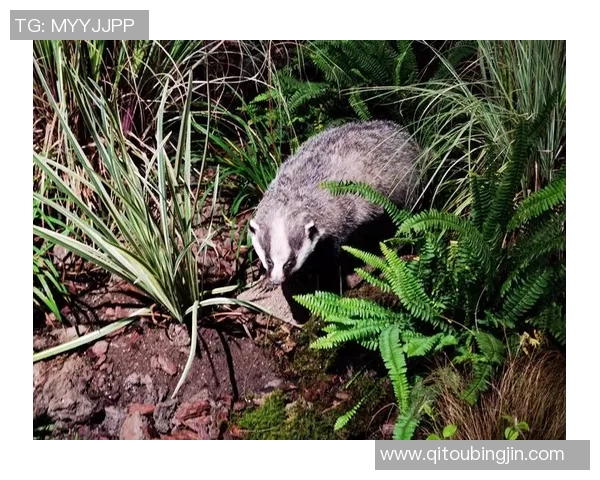 野猫贴脸的温暖瞬间与人与自然的亲密互动探讨
